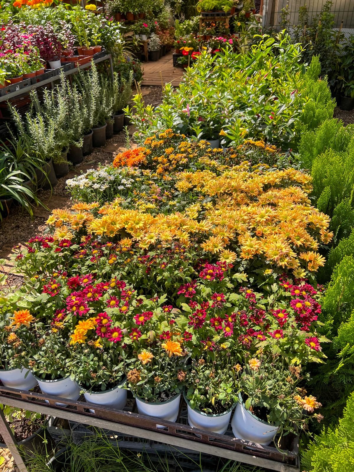 Hortikultura